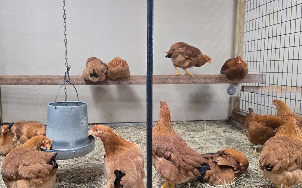 Galinhas à venda em loja de Houston, no Texas; demanda pelo animal aumentou por conta da escassez de ovos nos EUA — Foto: Moisés ÁVILA / AFP