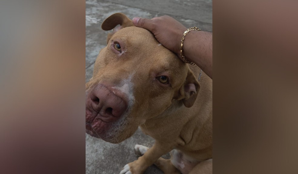 Bruce é um pitbull red nose de cinco anos — Foto: Arquivo pessoal