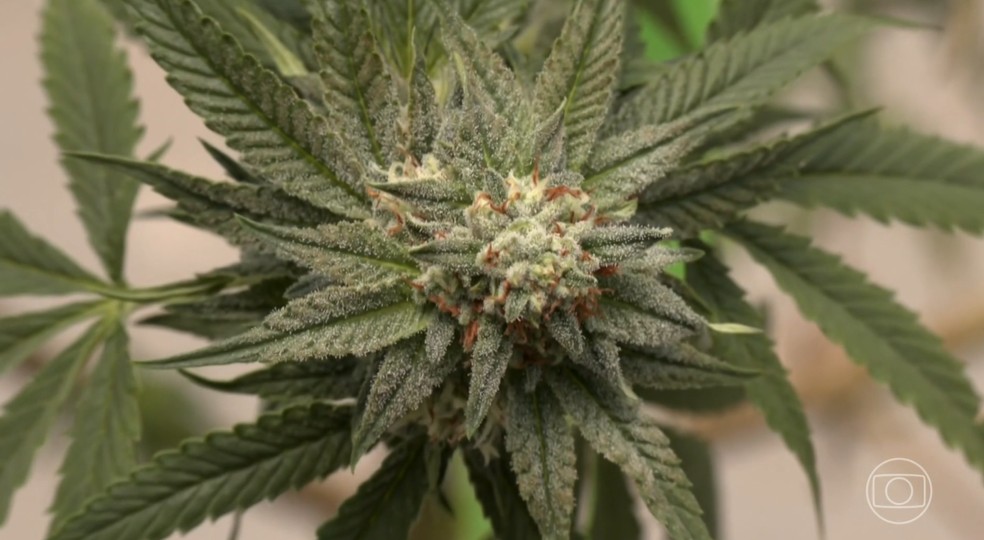 Detalhes de uma flor de cannabis — Foto: Reprodução