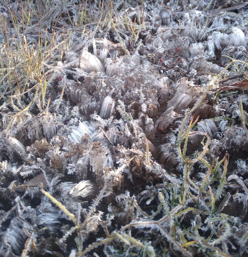 Parque Nacional do Itatiaia registra menor temperatura do ano no Brasil com -8,5ºC