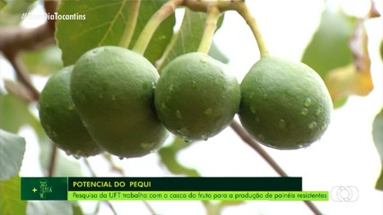 Pesquisadores desenvolvem painéis de madeira ecológica com casas de pequi