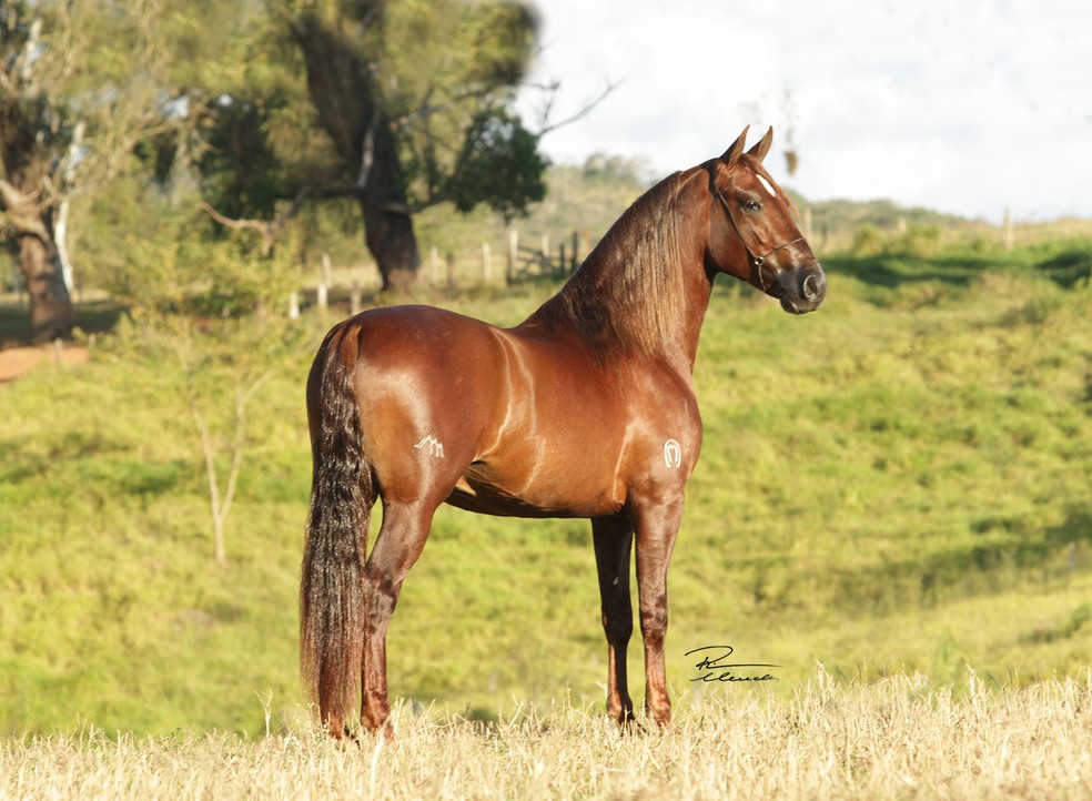 5 esportes com cavalo - Revista Globo Rural