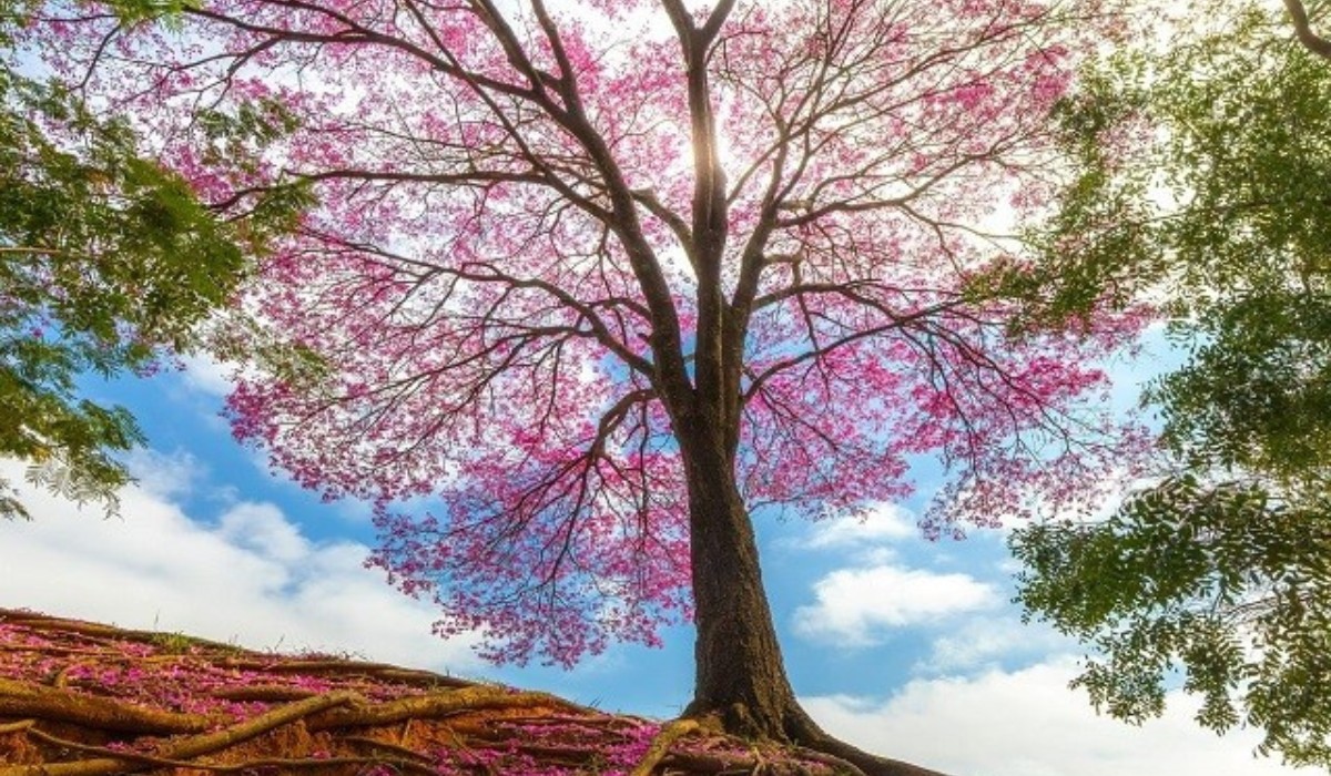 Concurso fotográfico 'Árvores da Cidade' abre inscrições em Presidente Prudente; confira como participar