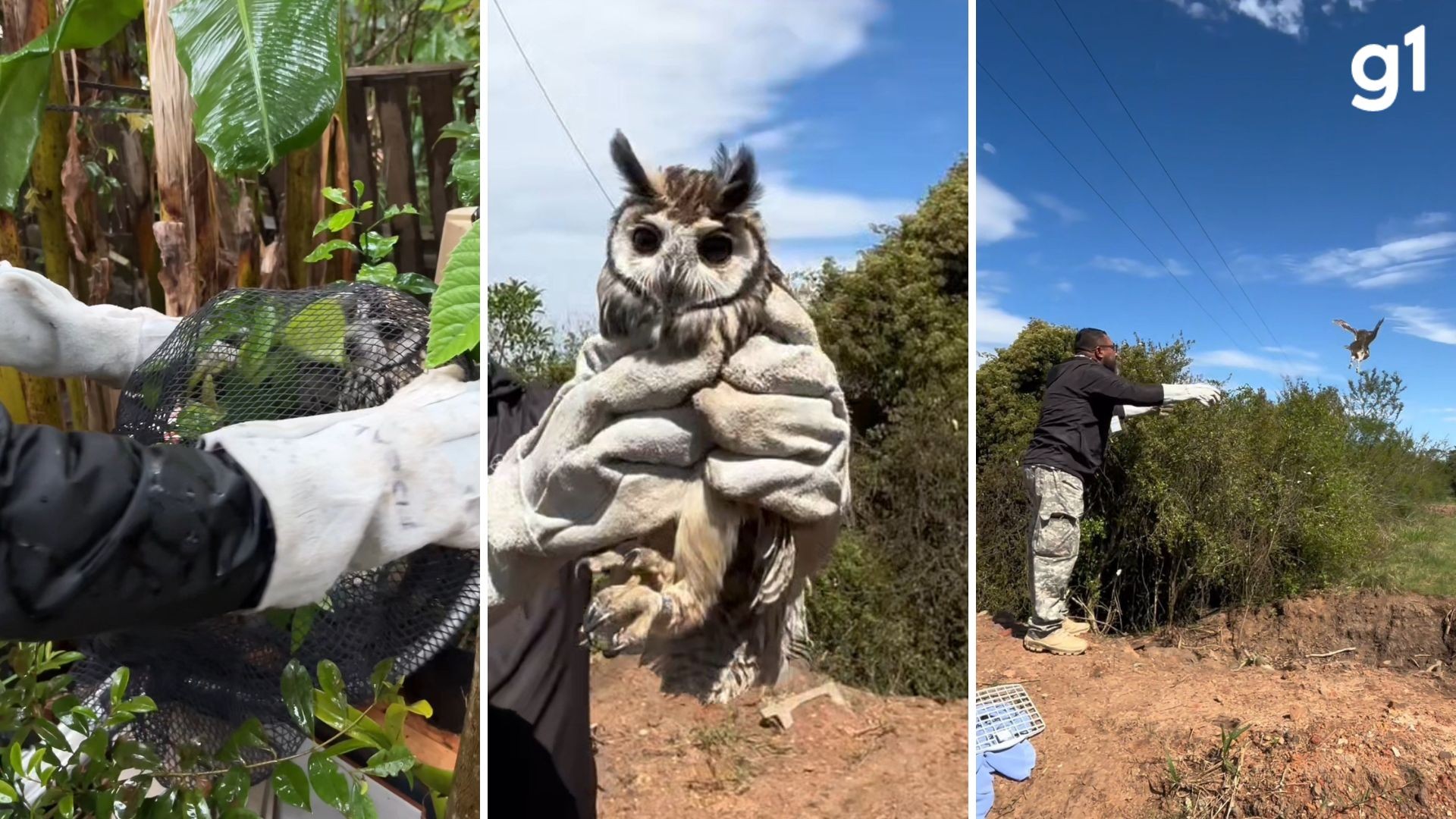 VÍDEO: Coruja resgatada com linha de pipa na asa é devolvida à natureza no RS
