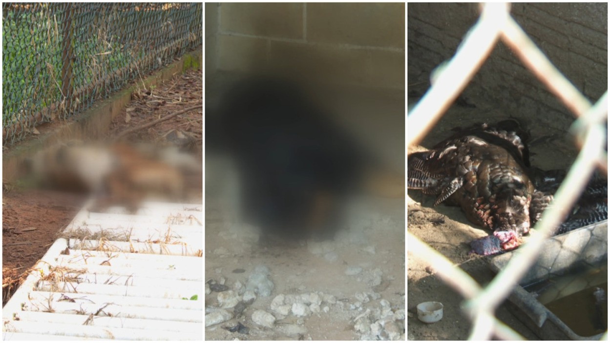 Mais de 130 animais são encontrados mortos em chácara no interior de SP; homem é preso e multado em mais de R$ 1 milhão