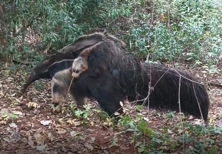 Mãe e filhote de tamanduás-bandeiras são flagrados durante 'passeio' em reserva florestal, em Presidente Epitácio; VÍDEO
