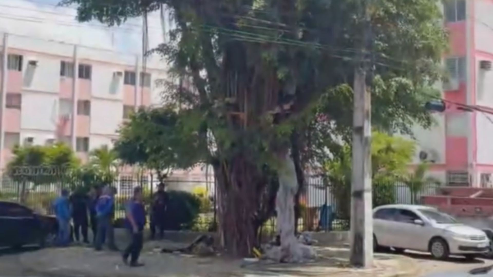 Homem em situação de rua monta casa na árvore e tem 'moradia' retirada no Recife; VÍDEO