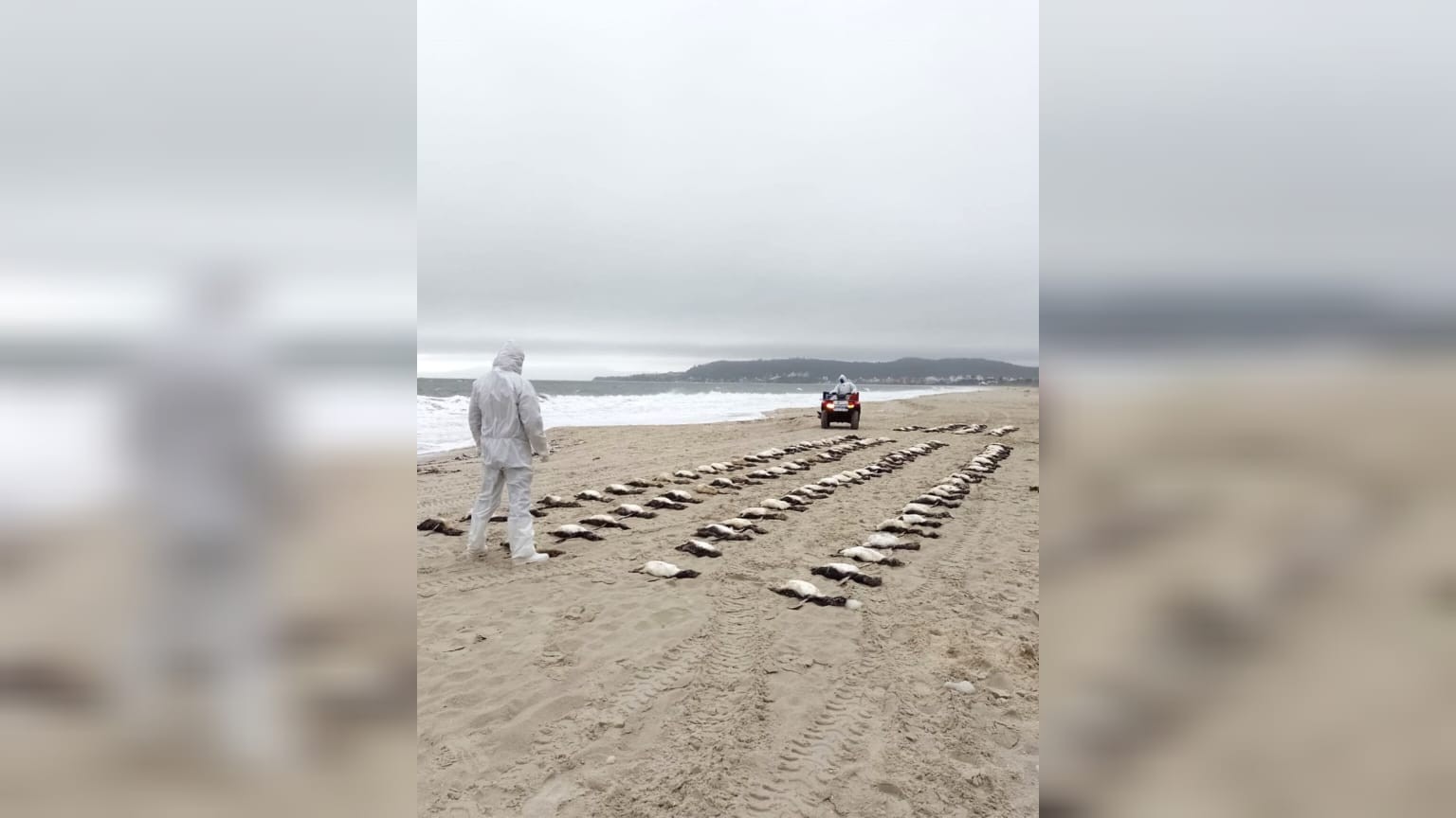 Mais de 130 pinguins são encontrados mortos em areia de praia badalada de Florianópolis