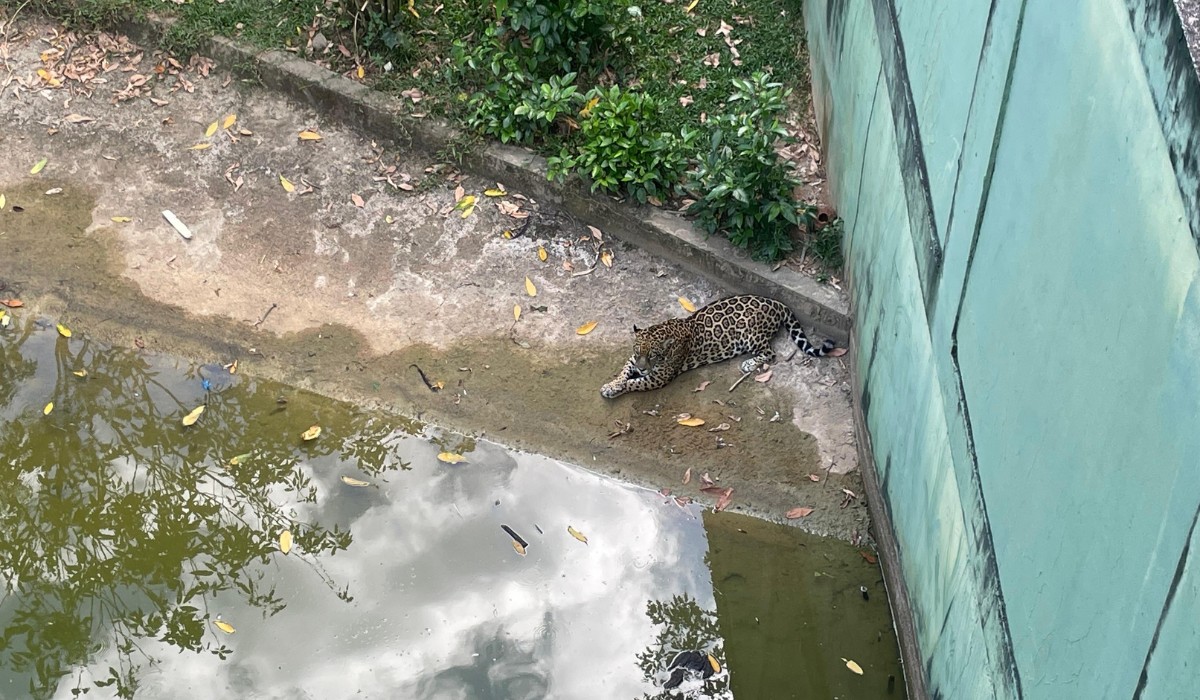Picolés de carne, frutas e até névoa: como zoológico de Manaus ajuda animais a enfrentar o calor no verão amazônico