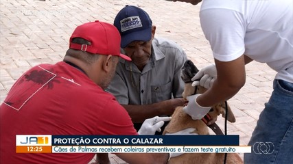 Ação realiza encoleiramento para proteger cães contra o calazar
