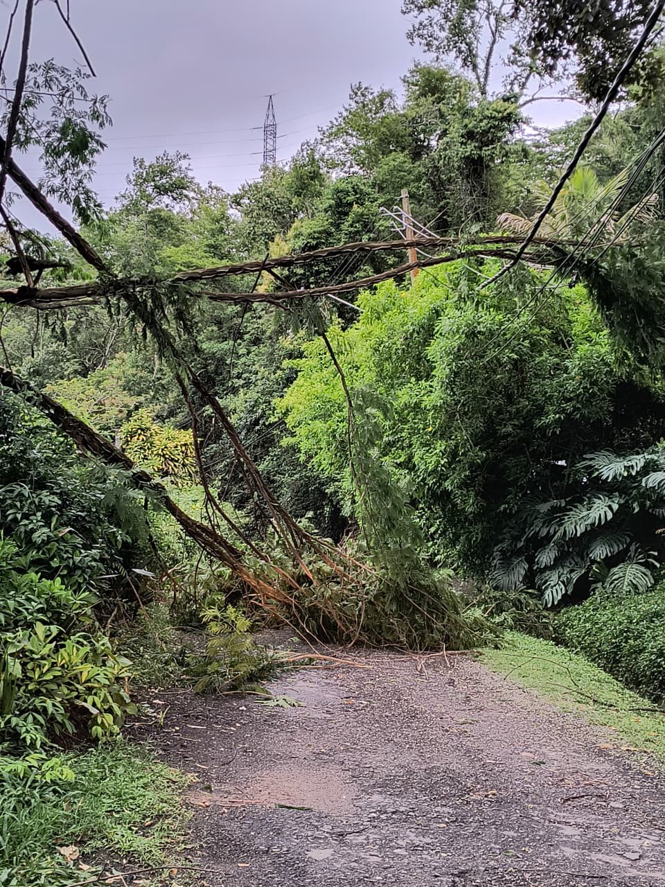 Ventos fortes provocam caos em Petrópolis e geram mais de 20 ocorrências em poucas horas