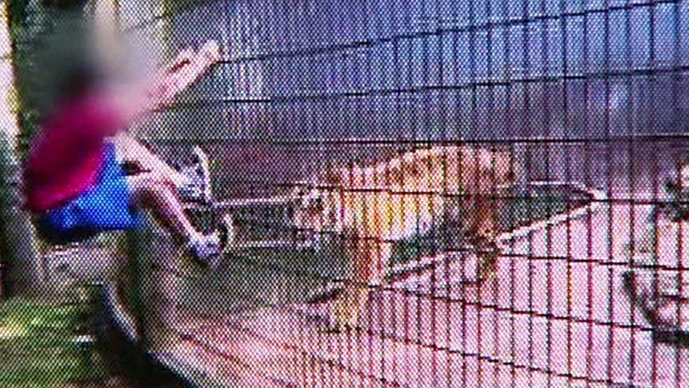 GNews - Ataque de tigre — Foto: globonews