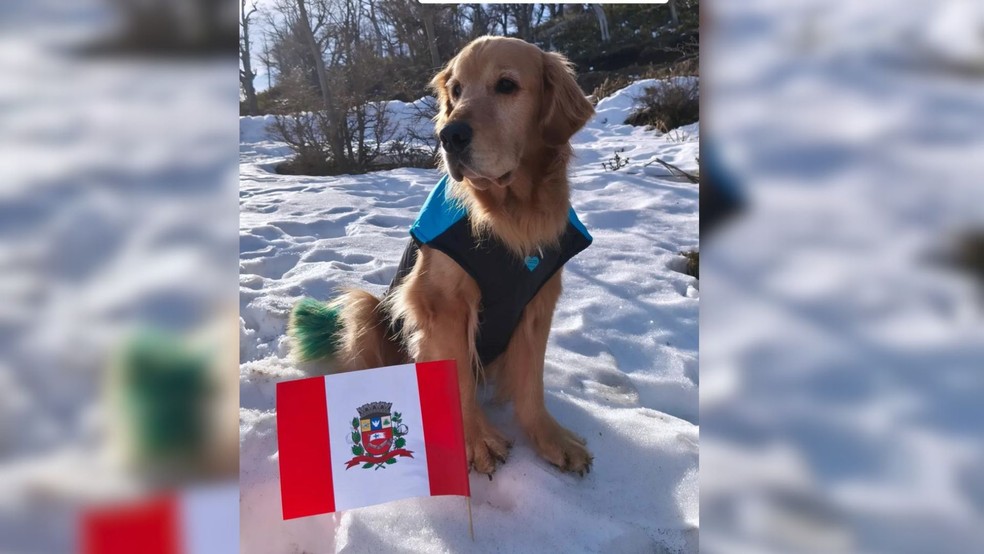 Brasileira morre em acidente de carro enquanto retornava da Argentina com mãe e cachorros — Foto: Arquivo pessoal