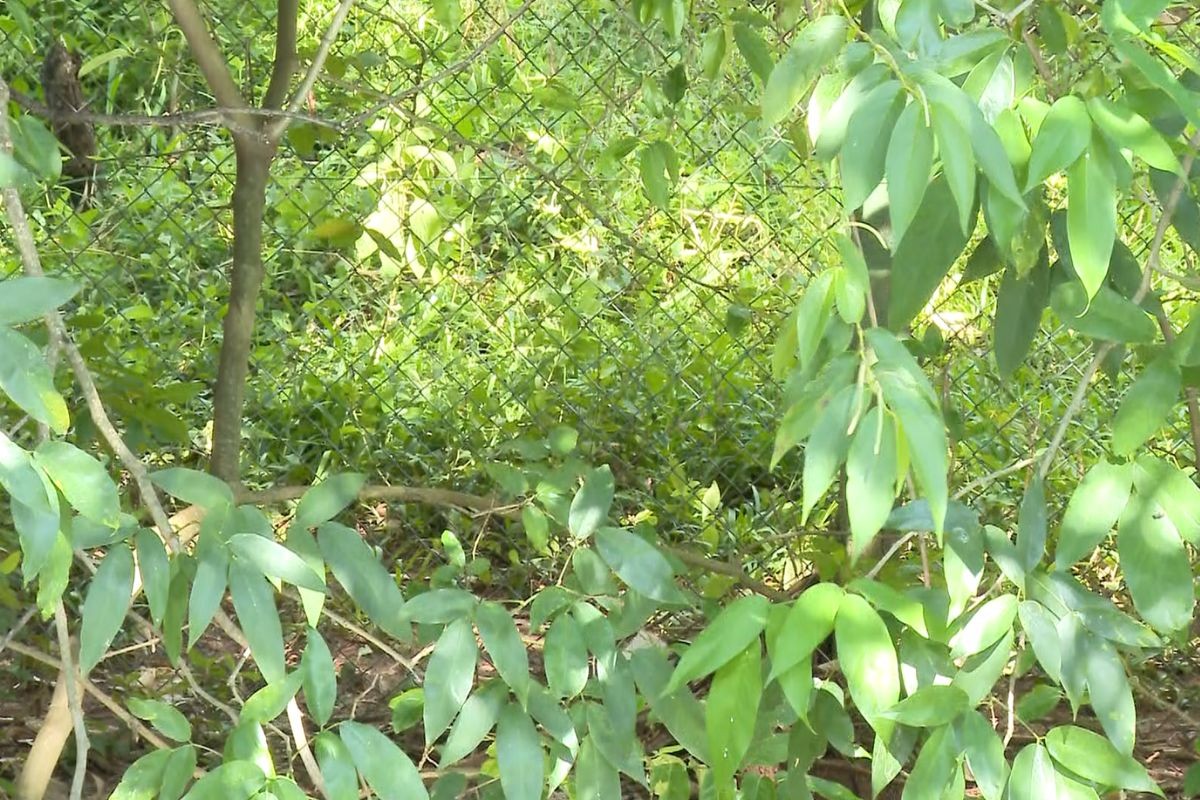 Homem é encontrado morto em parque de Campo Grande