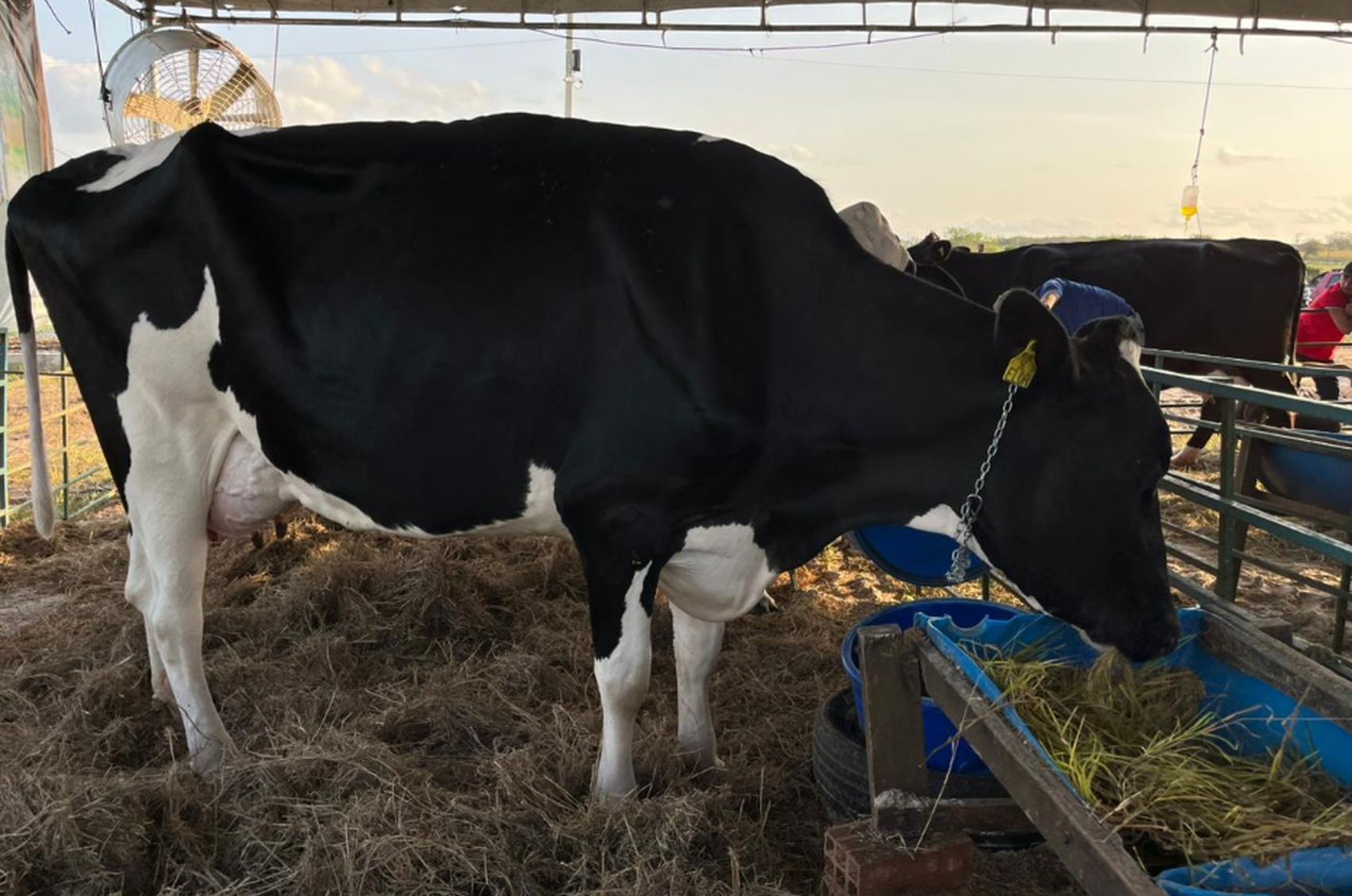 Tratamento especial faz vacas produzirem mais de 100 litros de leite por dia durante feira agropecuária em Sergipe