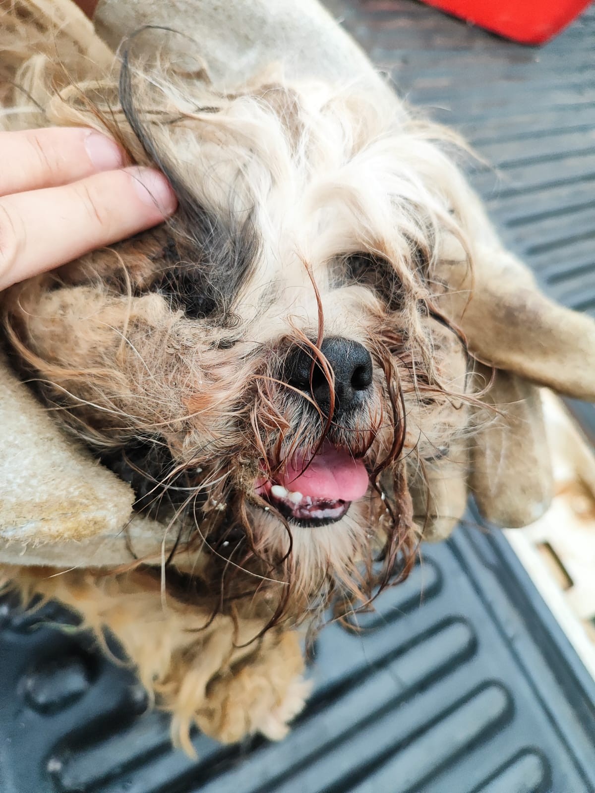 Polícia Ambiental resgata cães das raças Yorkshire e Shih Tzu vítimas de maus-tratos em Presidente Prudente