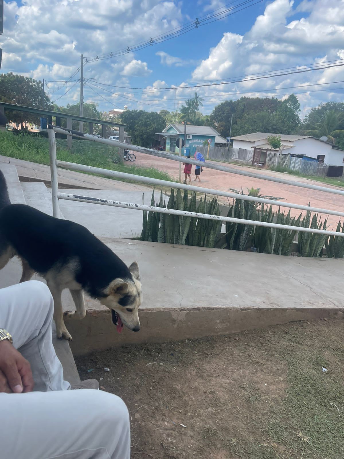 VÍDEO: cachorro invade pista e tenta impedir decolagem de avião que levava tutor ferido no Acre