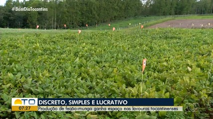 Feijão-mungo ganha espaço nas lavrouras tocantinenses