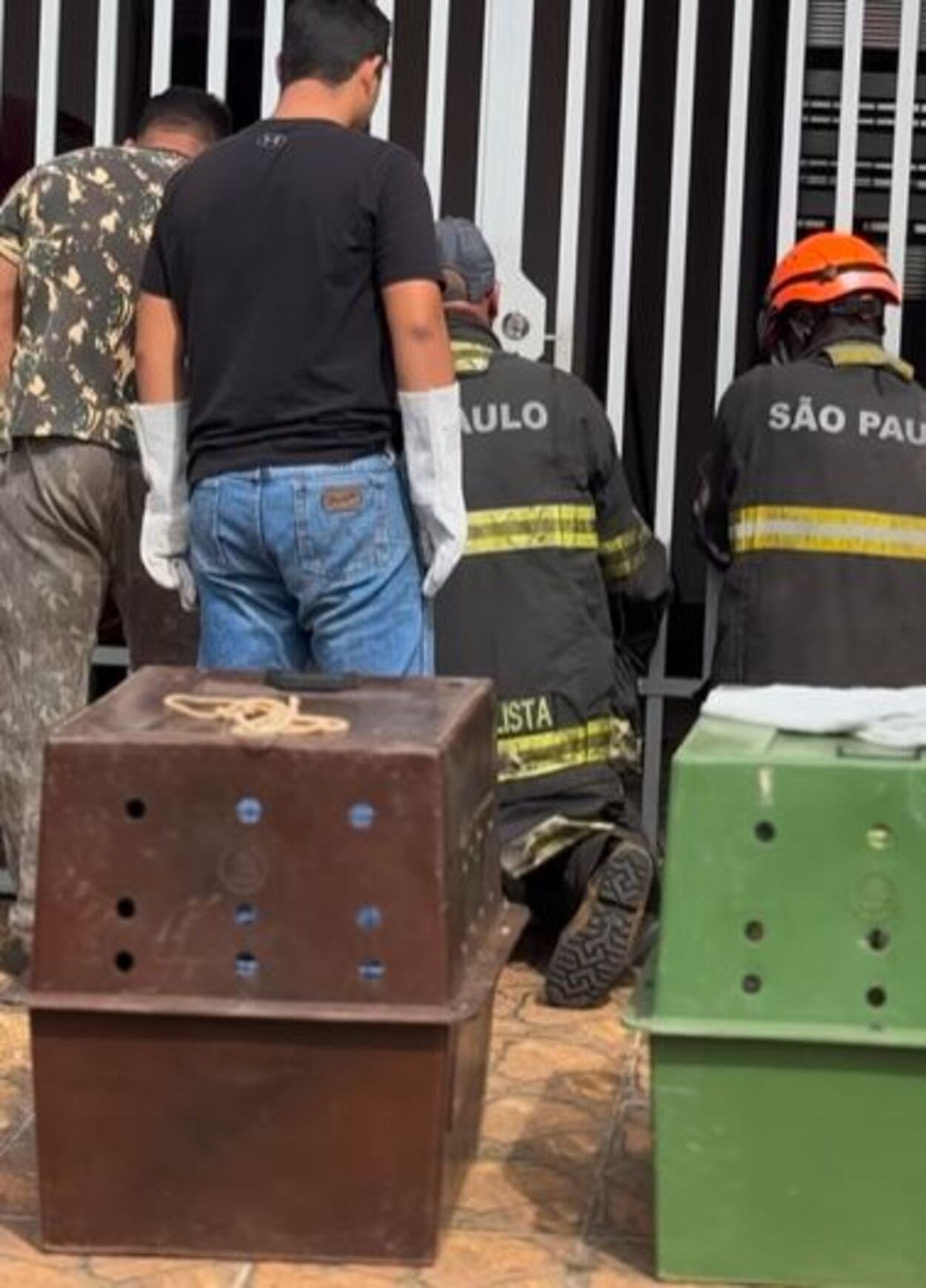 Após gritos de socorro, idoso e 3 cães são resgatados em situação de maus-tratos no interior de SP