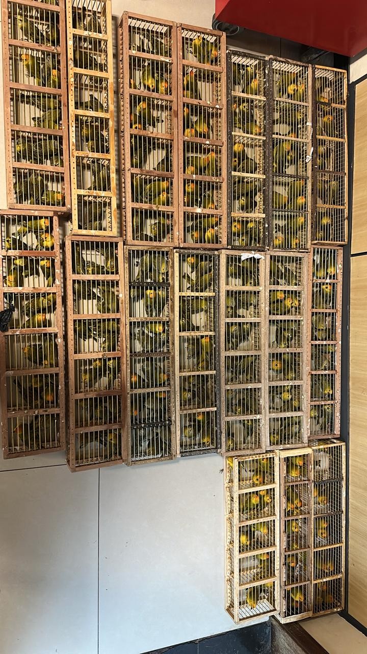 Polícia Federal prende homem por tráfico de animais silvestres no aeroporto de Brasília