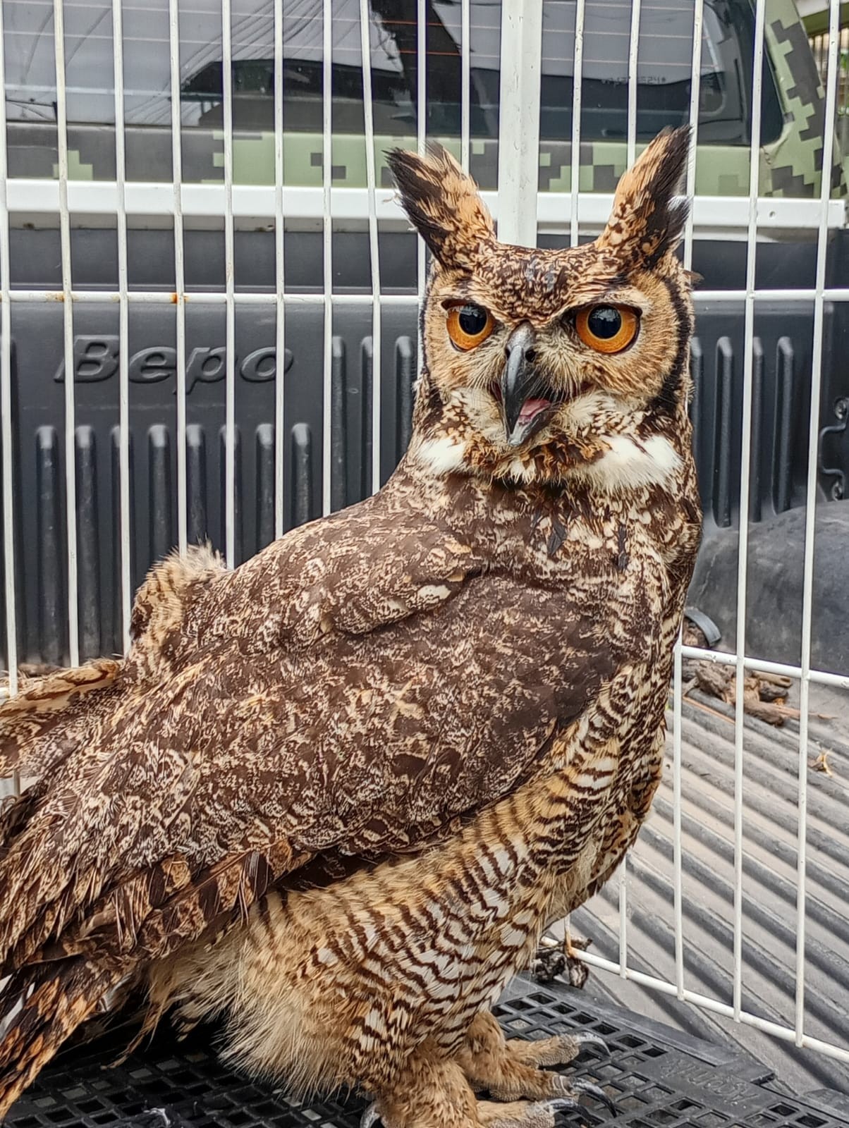 Coruja ferida é resgatada em Barra Mansa