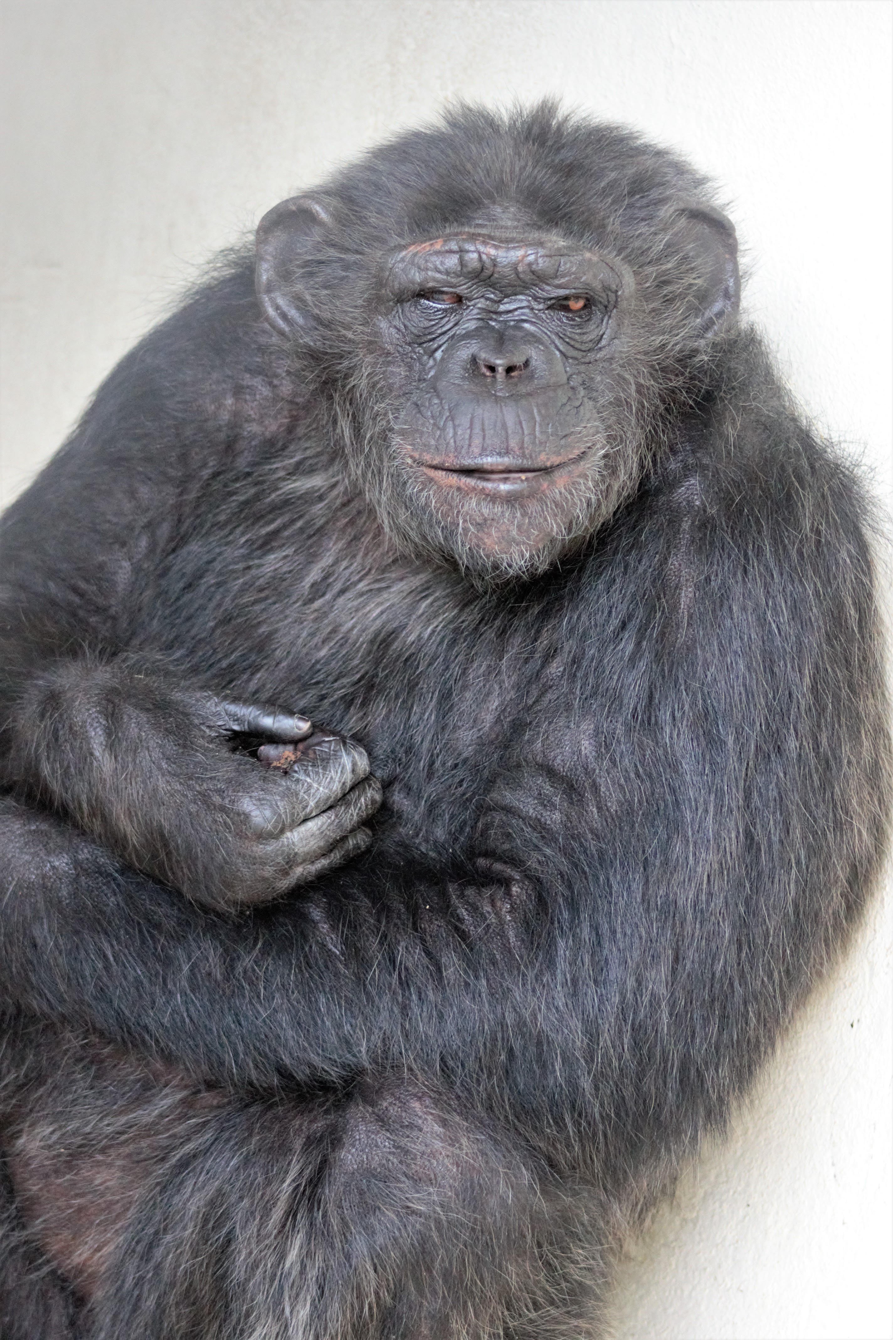 Chimpanzé morre no Zoológico de BH um dia após morte de leoa; prefeito diz que vai apurar casos