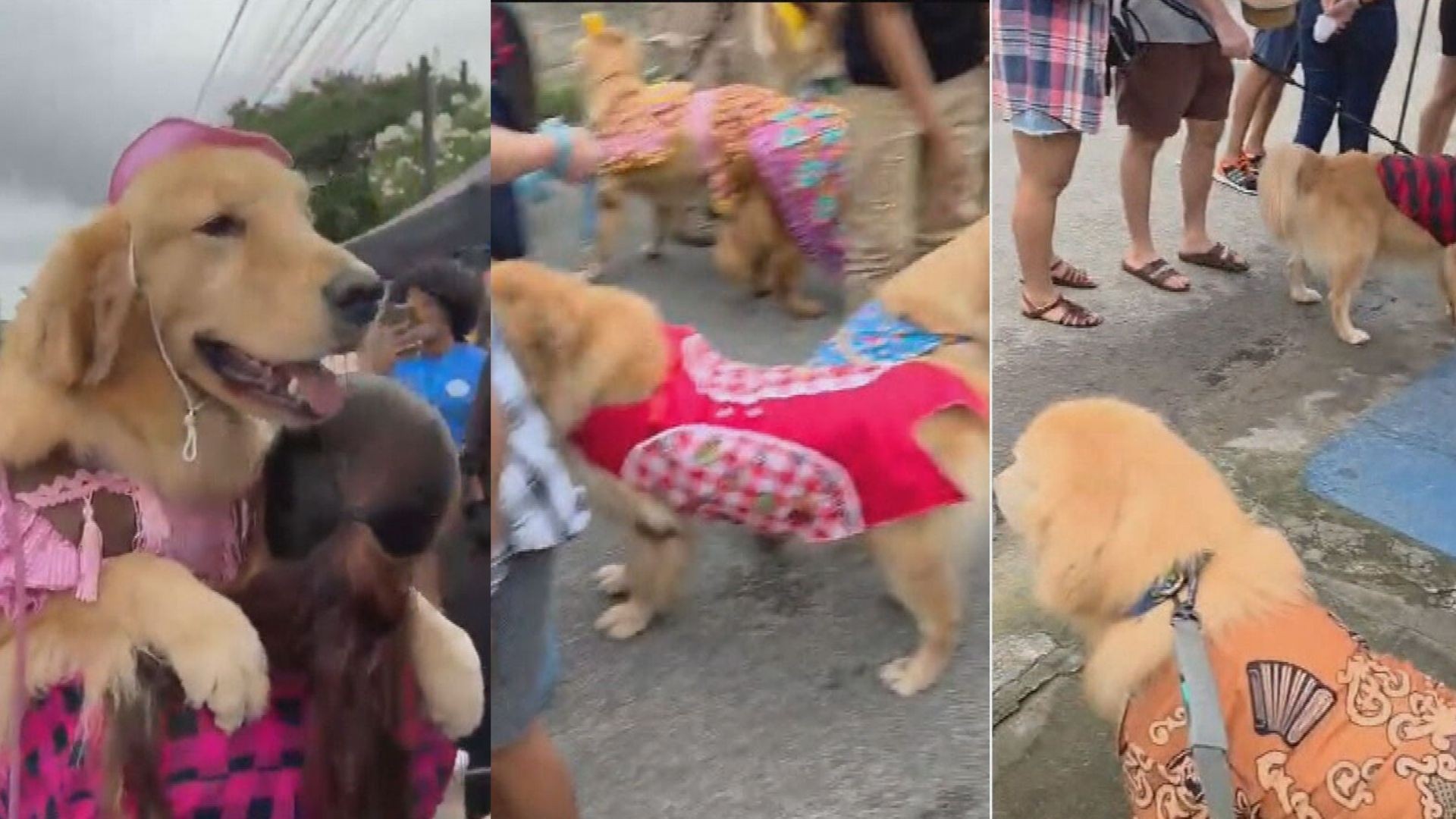 'Arraiau Pet' reúne cães com roupas juninas no Recife; VÍDEO