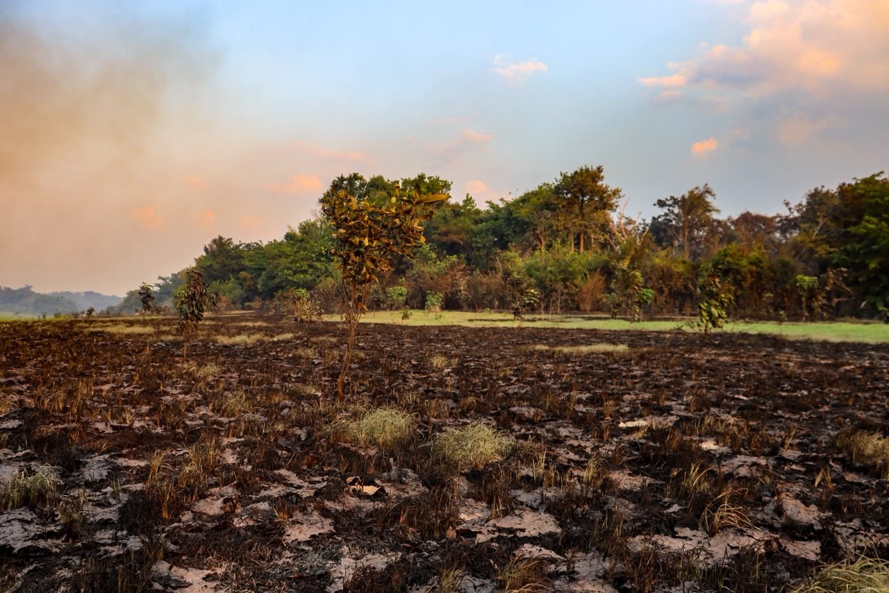 Comunidade Canaçari, em Itacoatiara, queima há 20 dias de incêndio - 8 de outubro de 2026 — Foto: Liam Cavalcante/Rede Amazônica
