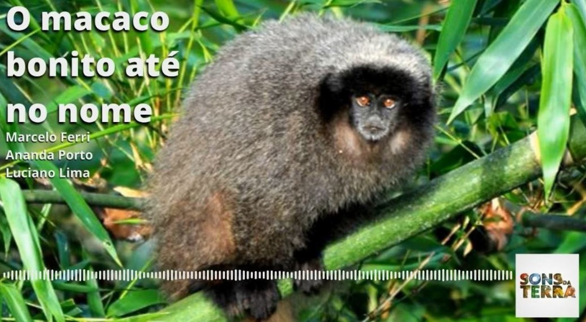 17 ideias de Macacos  macacos, macacos engraçados, imagens de macacos