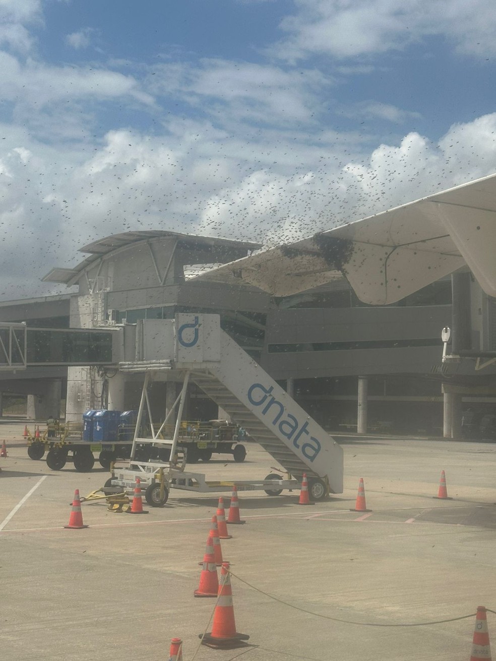 'Nuvem de abelhas' faz passageiros de avião esperarem 40 minutos pelo desembarque em Natal — Foto: Cedida