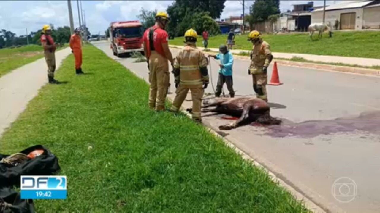 Cavaleiro e cavalo morrem depois de serem atropelados por kombi na LMG-603, em Cônego Marinho