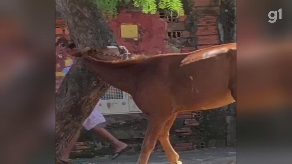 Homem que atirou em cavalo e gravou vídeo é do ES e está sendo procurado  pela polícia de Ecoporanga