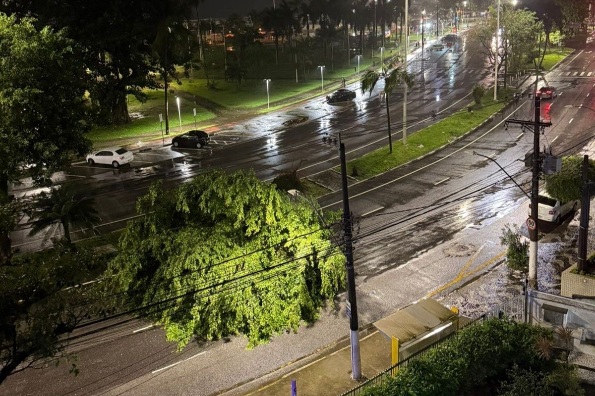 Rajadas de vento chegam a 99km/h, derrubam árvores e causam estragos no litoral de SP 
