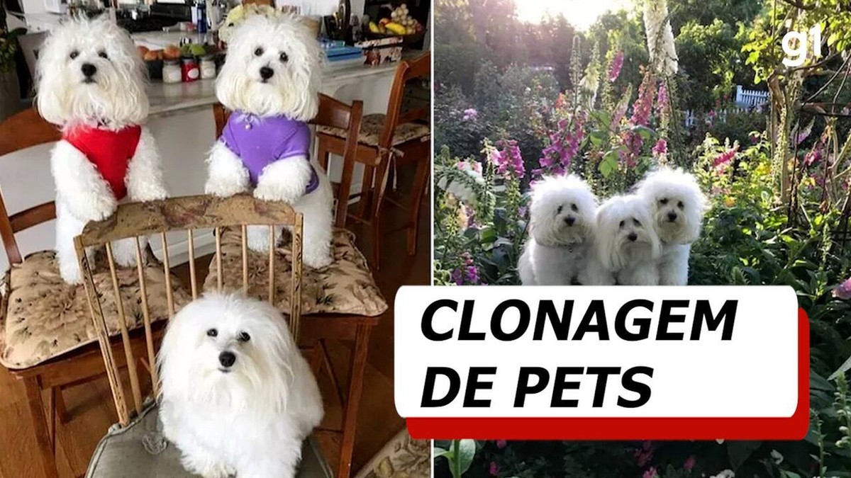 REVISTA BICHOS.COM: Muitas razões pelas quais o Pequinês é o cão de  companhia perfeito para sua família