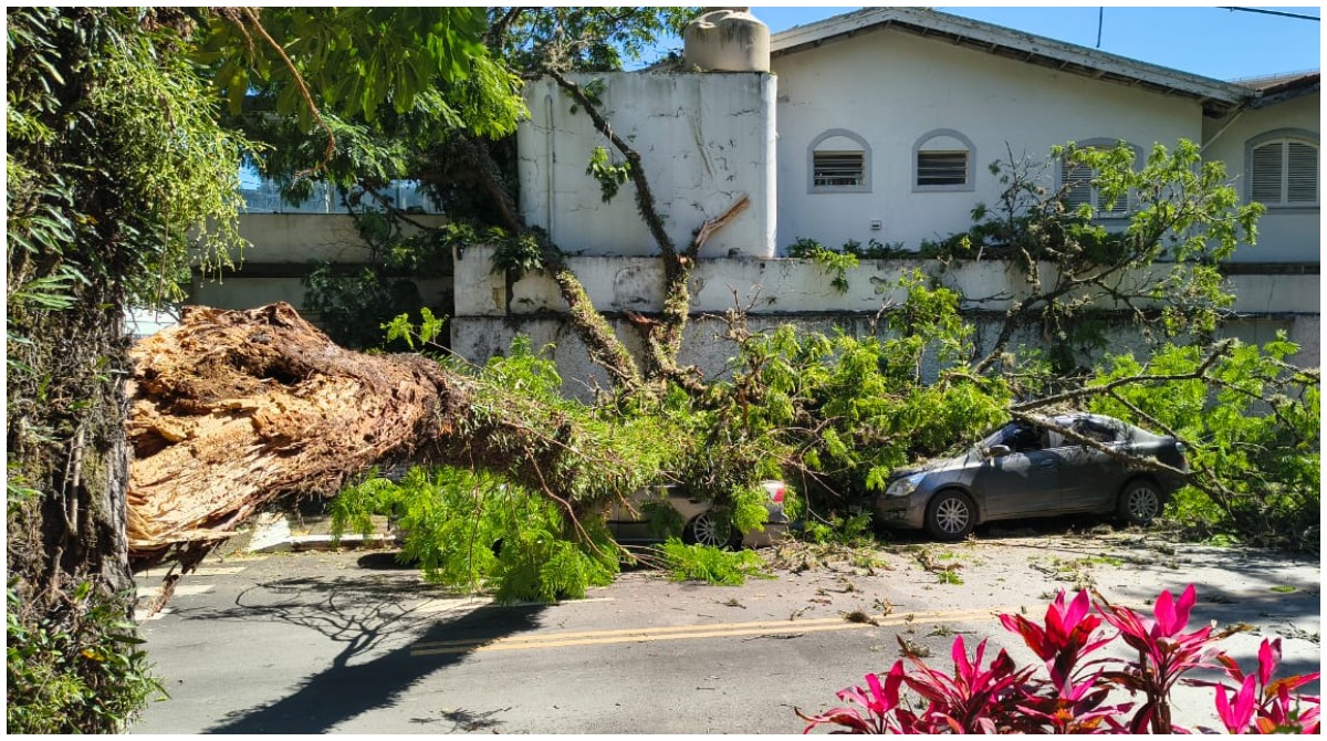 Árvore enorme cai e destrói completamente ao menos dois carros na Zona Sul de SP