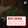 Quando apareceu na costa do país, em 2019, as autoridades norueguesas sugeriram que o animal poderia ter escapado de um cativeiro e talvez tivesse sido treinada pela marinha da Rússia, devido ao seu comportamento familiarizado com humanos.