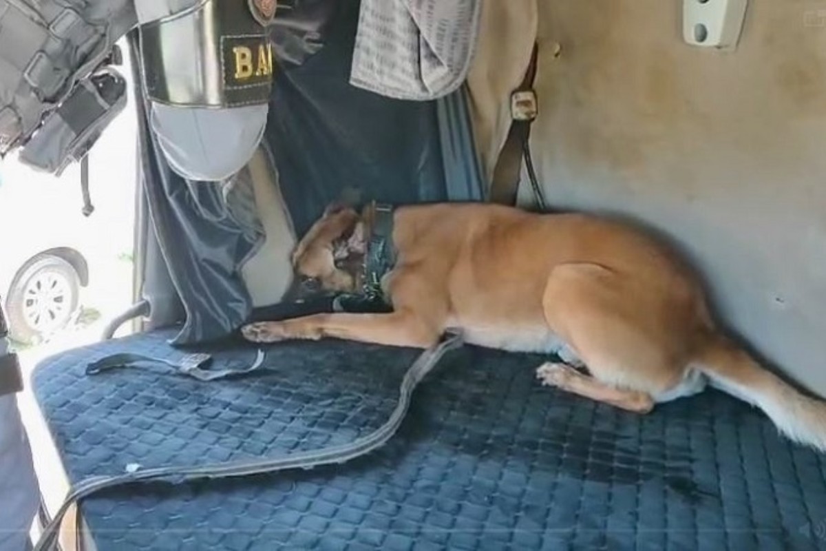 Cão de faro detecta droga escondida em caminhão e paraguaio acaba preso com mais de 100 kg de maconha; veja vídeo