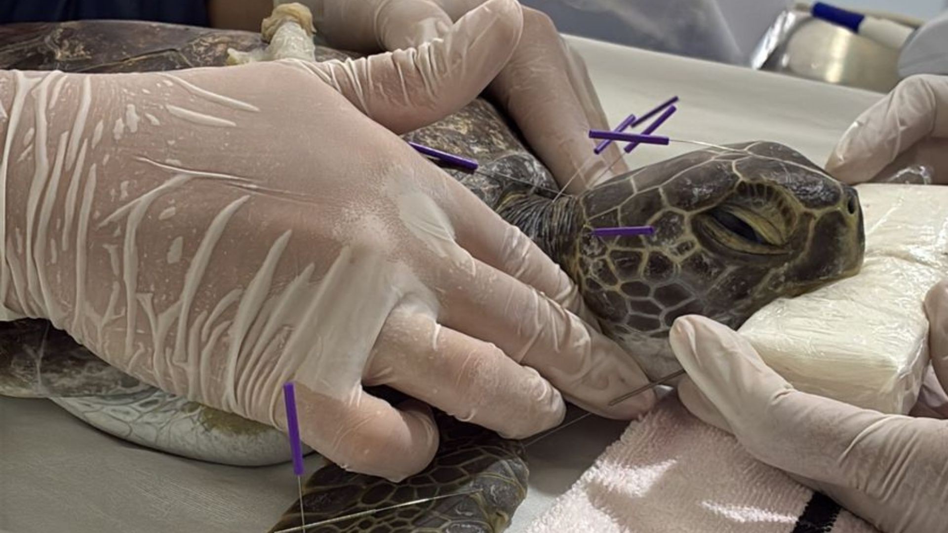 Acupuntura ajuda tartarugas feridas no ES e inspira Goiás