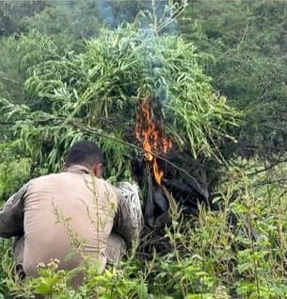 Plantação de maconha foi incinerada em Carnaubeira da Penha — Foto: Divulgação/Polícia Civil