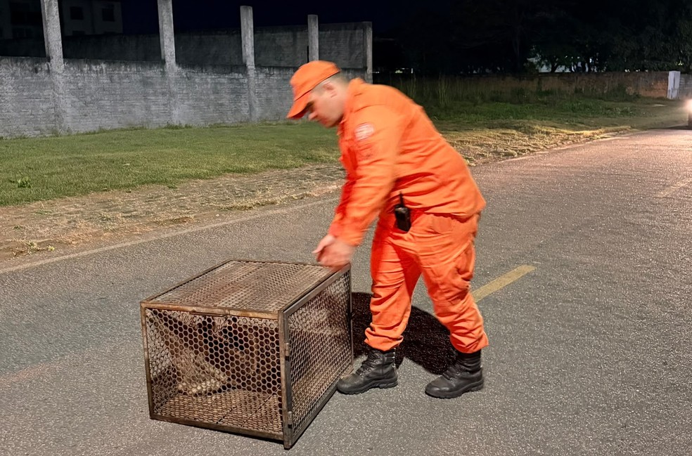 Após resgate, bicho-preguiça foi solto na natureza — Foto: CBMMT