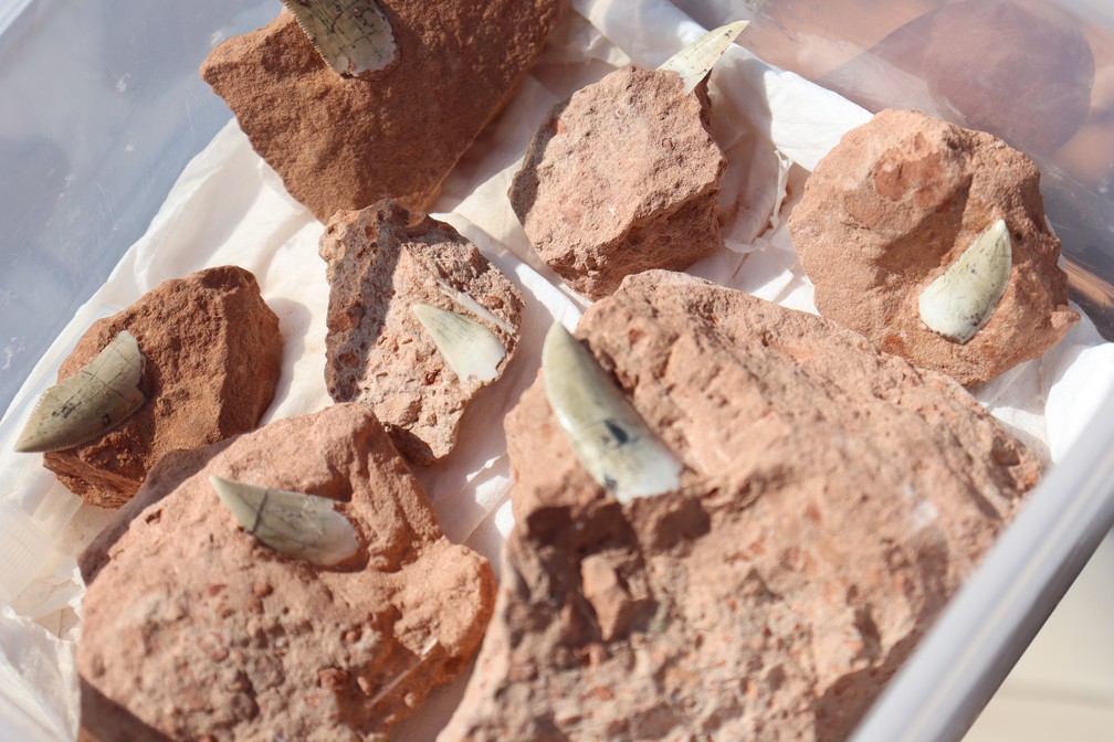 Dentes de Abelisauridae, um grupo de dinossauros carnívoros, encontrados em Presidente Prudente (SP) — Foto: Leonardo Bosisio/g1