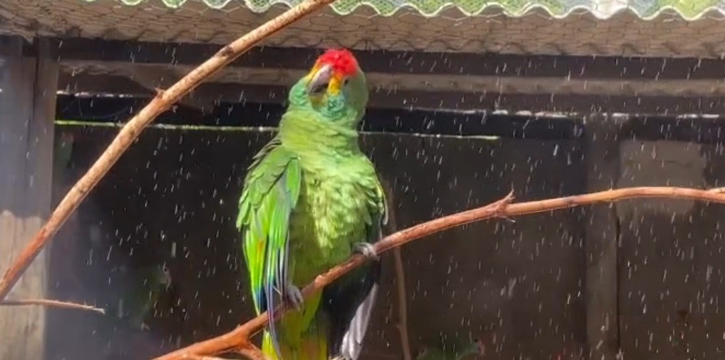 Aves ameaçadas de extinção desaparecem de parque zoológico em Alagoas; PF procura suspeitos