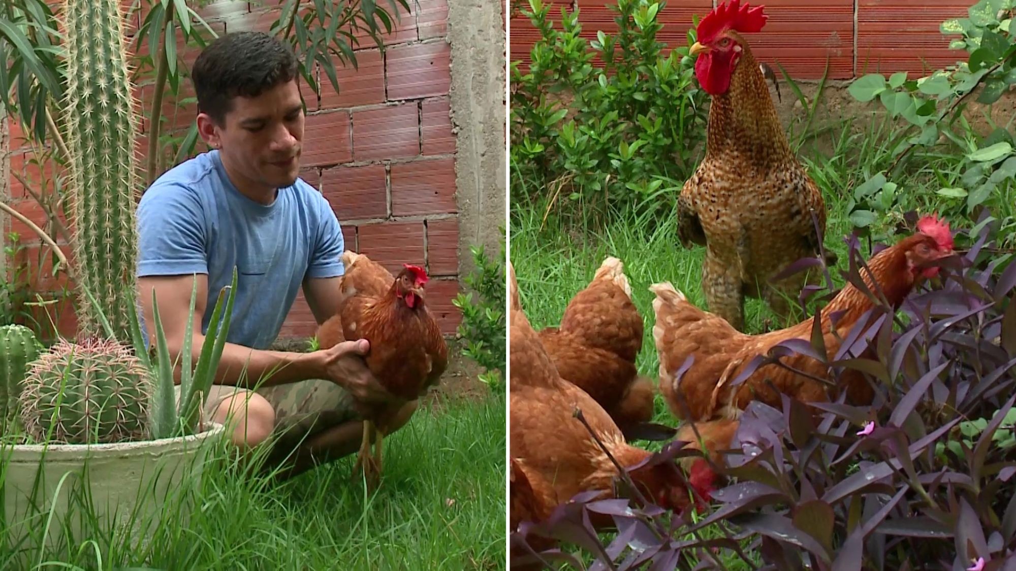 Veterinário adota galinhas e galo como pets no PI: 'minha mãe me pedia para escolher qual ia para a panela'