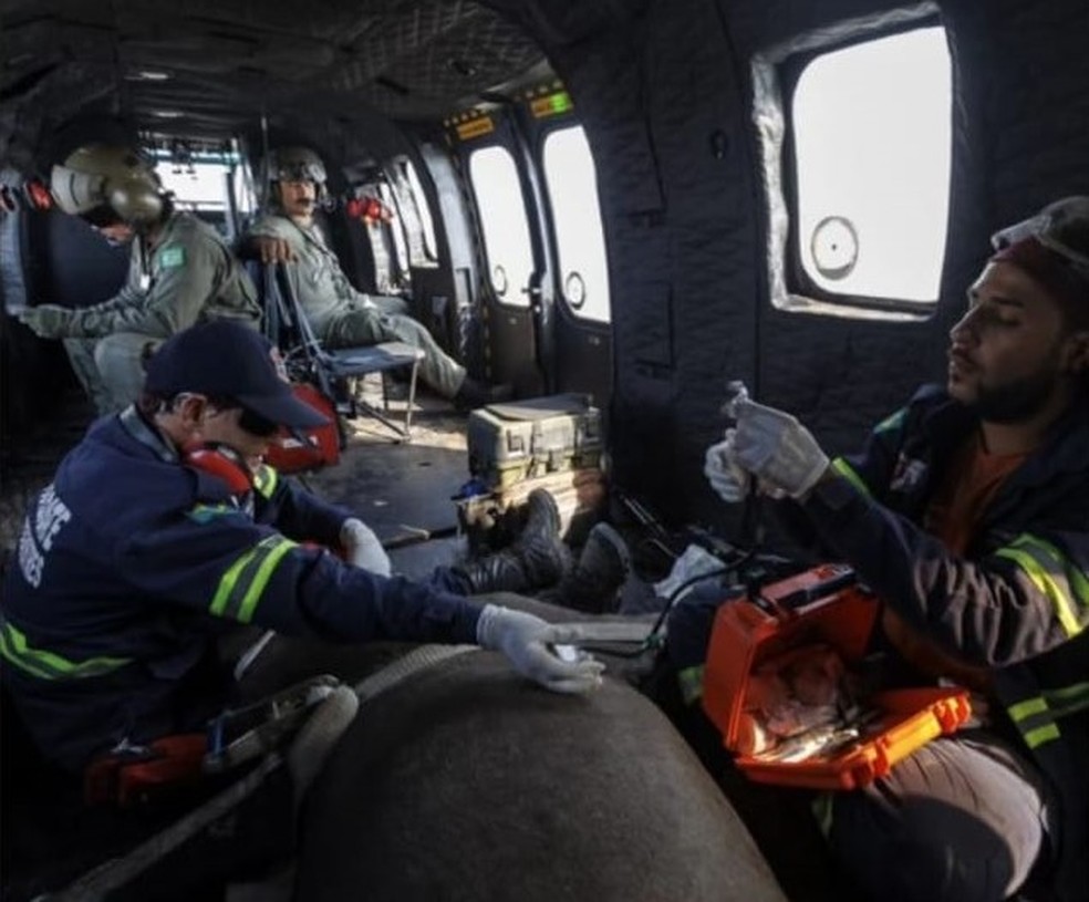Equipes resgatam Anta com patas queimadas em incêndio — Foto: GRAD