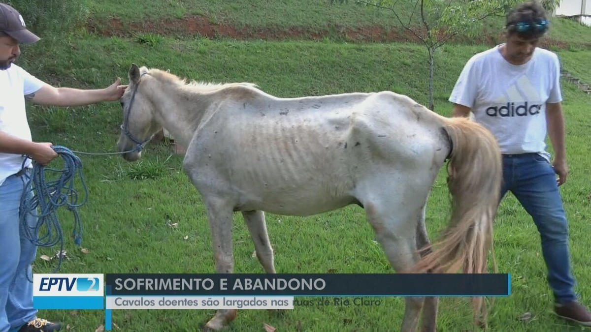 Cavalo saudável, cavalo doente: conheça as características