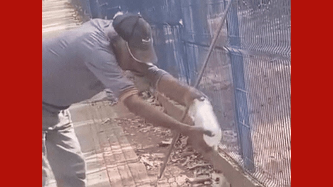 VÍDEO: trabalhador tenta dar água para lagarto, é atacado e perde parte do dedo em MT 