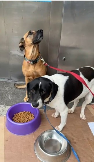 Mulher em situação de rua é presa após ação da Seop que apreendeu cães em Ipanema; moradores dizem que ela cuidava bem dos animais