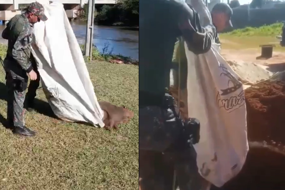 Capivara é resgatada de fossa em construção por policiais ambientais de MS