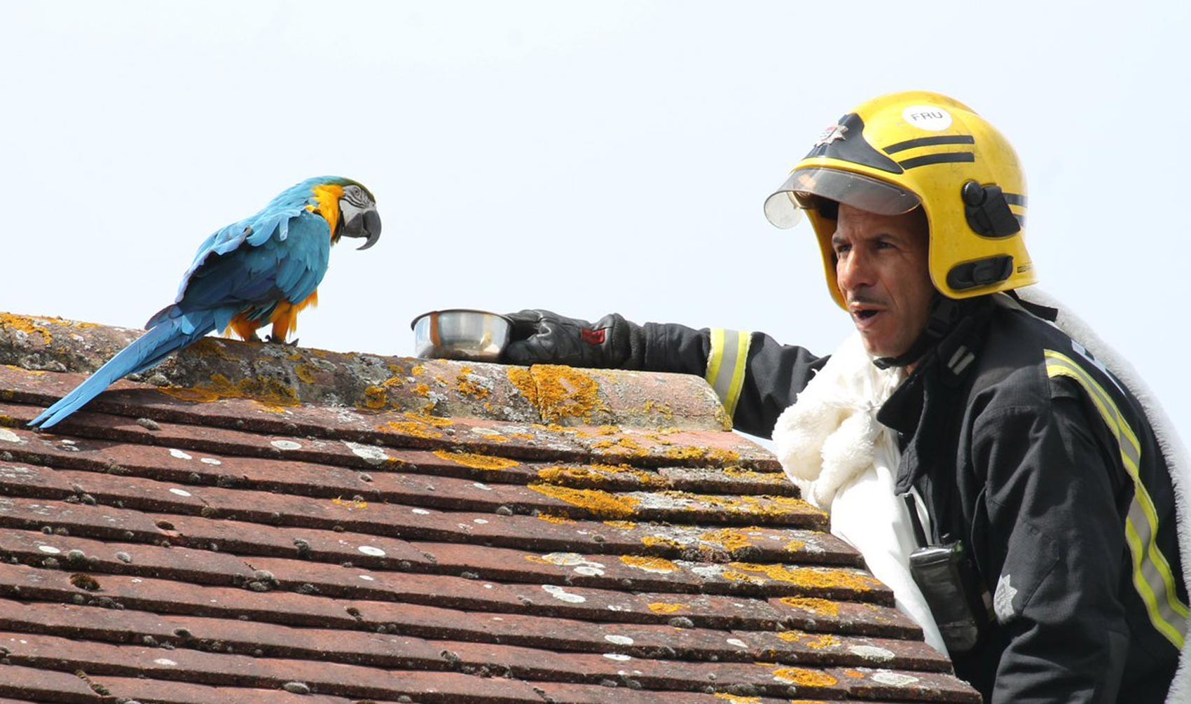 Bombeiros resgatam papagaia 'boca-suja' em Londres