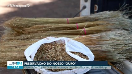 Capim-dourado colhido de forma ilegal é apreendido após denúncia